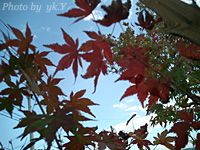 e0100618_1637463.jpg