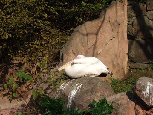 がっつり中華ランチ＆動物園へ_b0009228_22561599.jpg