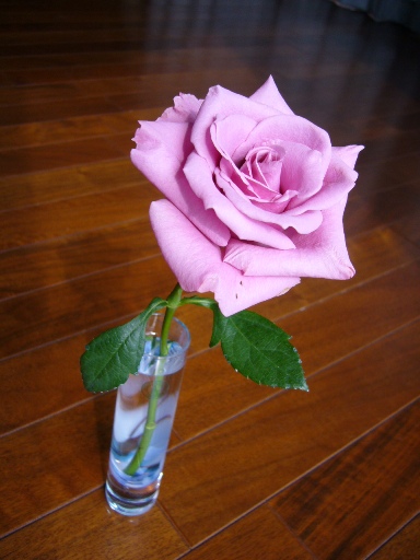 薔薇の水揚げ Ms Xの覚書