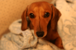 d0033230_941086.gif