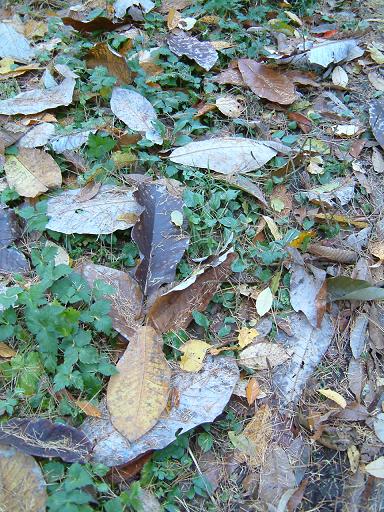 e0031331_1601799.jpg