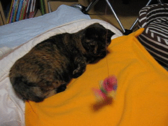f0091785_20524778.gif