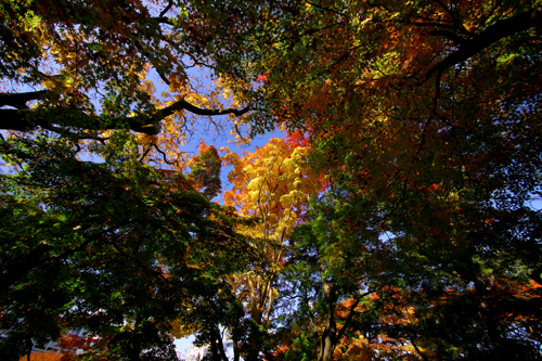 岩手公園の紅葉【4】　樹木ダイナミズム編_b0072697_23512114.jpg