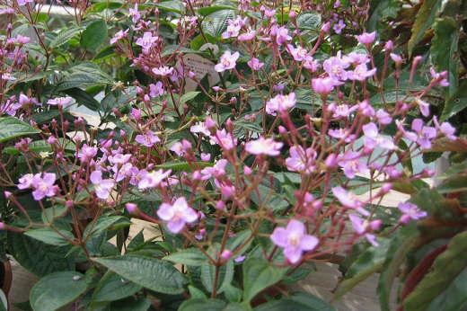 ノボタン科 Melastomataceae えるだまの植物図鑑