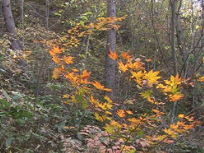 e0036217_0191490.jpg