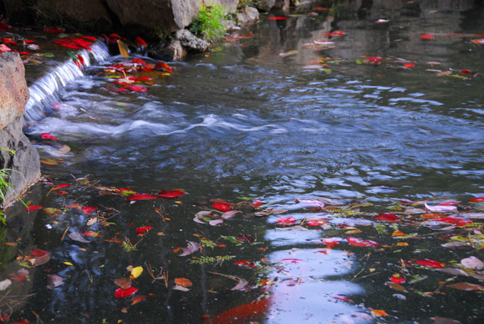 紅競い　枯れ葉と遊ぶ　錦鯉_a0031363_12352642.jpg