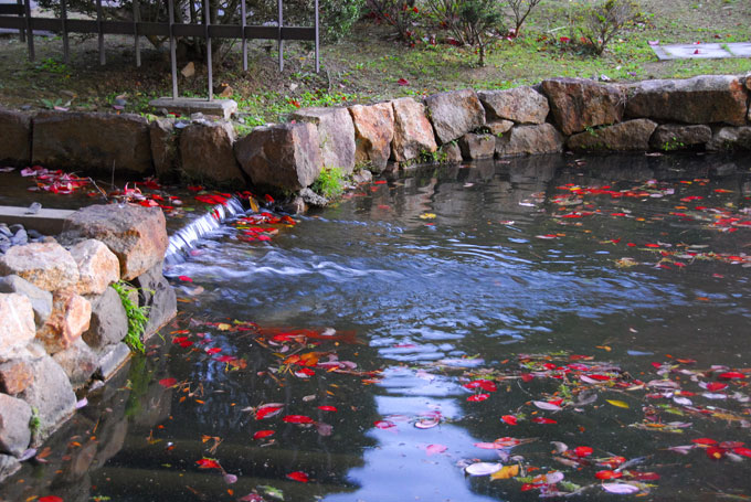 紅競い　枯れ葉と遊ぶ　錦鯉_a0031363_1236337.jpg