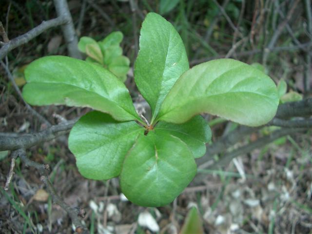 クサボケ(草木瓜)_c0085874_1733415.jpg