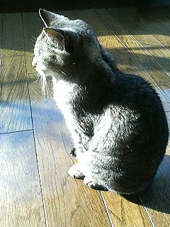 秋の猫_f0054677_62197.jpg