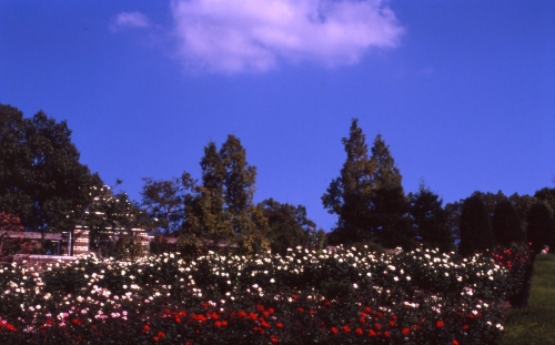c0100988_4484337.jpg