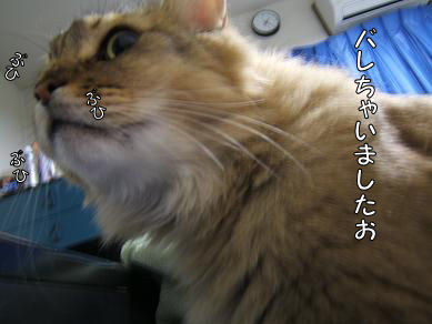 a0045990_1163380.jpg