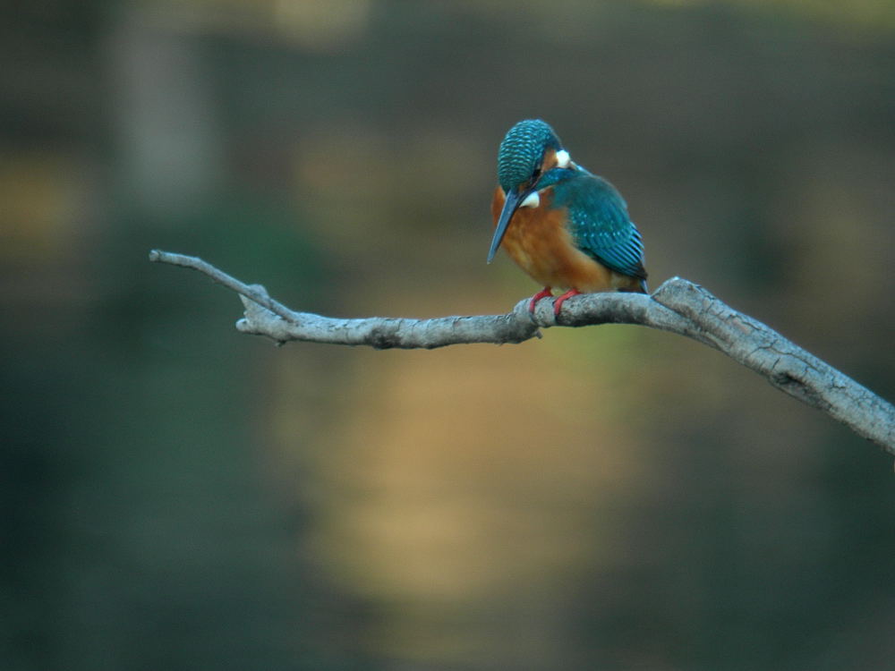 公園のカワセミ・右と左から…♪_b0004398_10375978.jpg