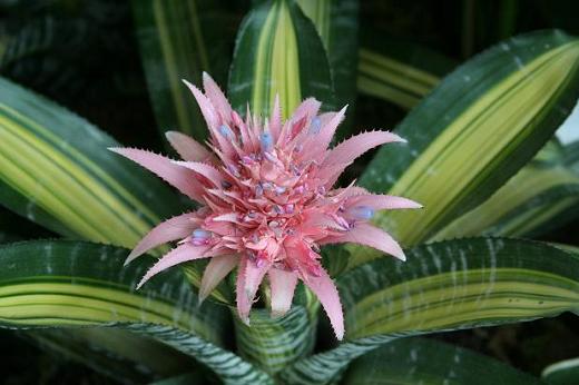 パイナップル科 Caricaceae えるだまの植物図鑑