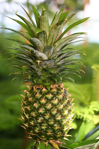 パイナップル科 Caricaceae えるだまの植物図鑑
