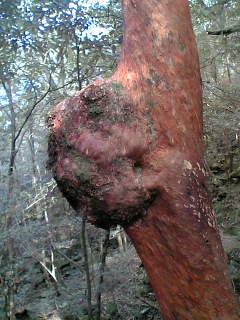 c0098304_0175134.jpg