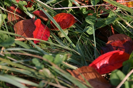 a0036412_043791.jpg