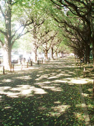 ＊今年は、会える＊　　2006,11,7_a0030038_21122924.jpg