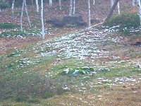 d0050155_130265.jpg