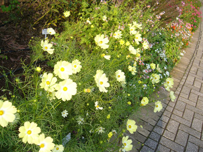b0045357_955261.jpg