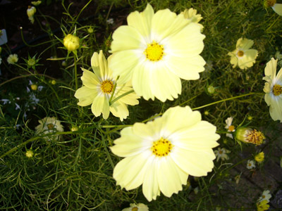 b0045357_956022.jpg