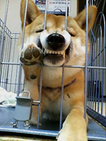 【西中島店 レセプショニスト 圓戸】愛犬自慢。_c0080367_1663669.jpg