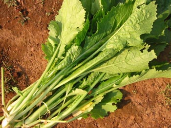 知らなかった名前の菜っぱ ぬるぅい畑生活 知らなかった名前の菜っぱ ぬるぅい畑生活