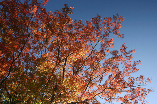 やってきました紅葉〜！_f0008871_2243859.jpg