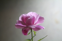 義母の薔薇をうちに入れたら_e0024385_11112574.jpg