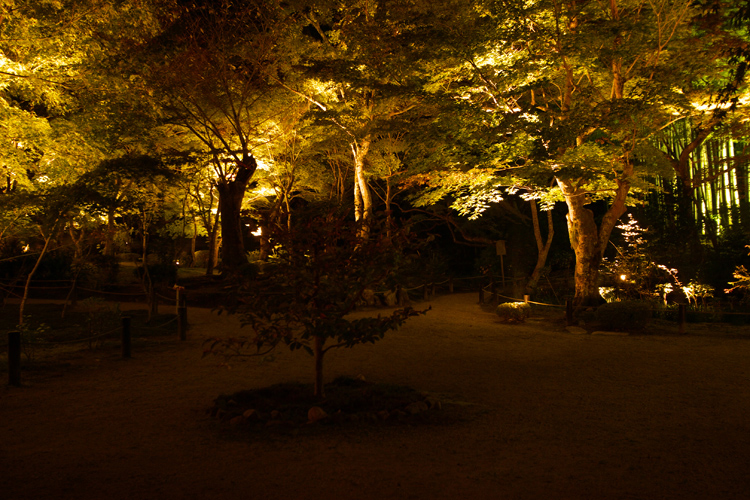 圓光寺のライトアップ_e0051888_20475087.jpg