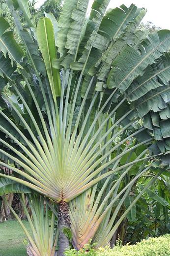 バショウ科 Musaceae えるだまの植物図鑑