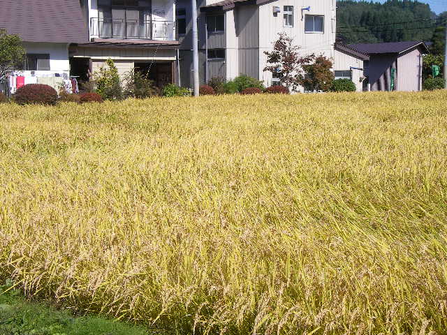 大湯の秋と味覚_e0061902_14205841.jpg