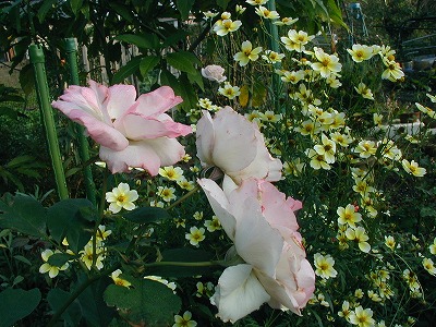 b0107310_2092150.jpg