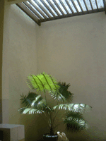 d0038319_1011955.gif