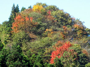 １１月１０日　四時川渓谷の紅葉状況_f0105342_13392583.jpg