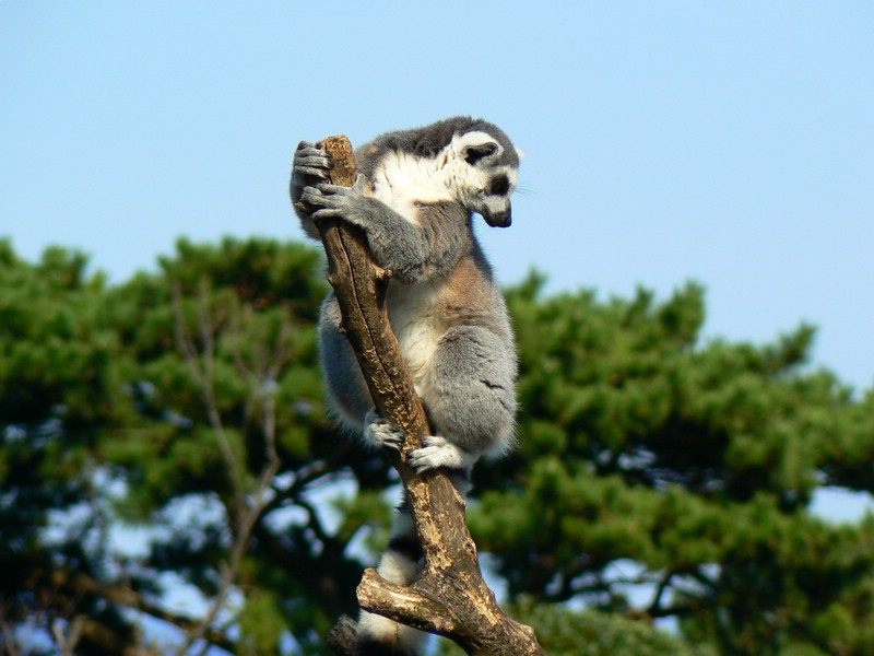 ワオキツネザル（東京都大島公園動物園）_f0097047_13244413.jpg