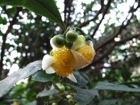 通りすがりの生け垣の花_a0009666_17165695.jpg