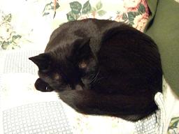 猫と遊ぼう_d0041268_23181247.jpg