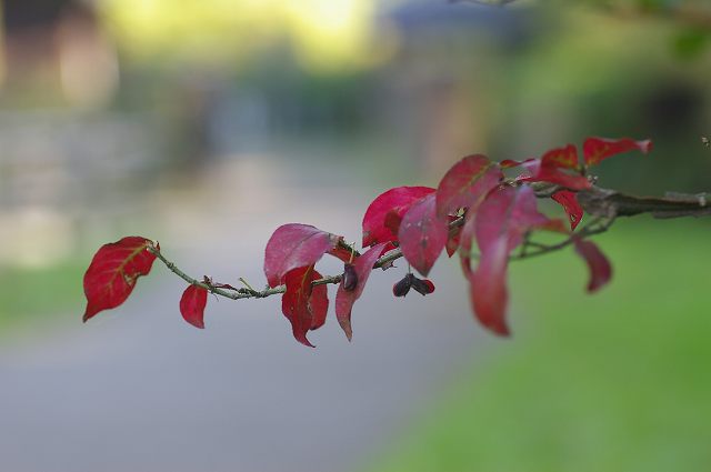 e0070891_21394129.jpg