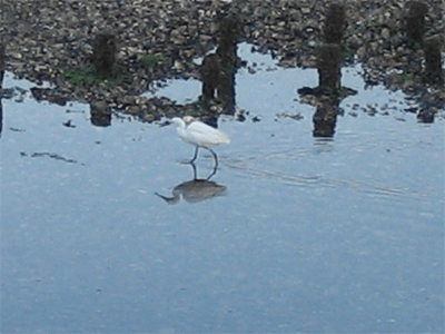 b0108100_0275452.gif