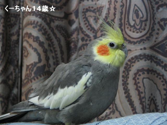 オカメインコのくーちゃん_d0081210_0293299.jpg