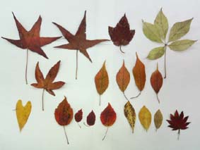 紅葉ロケハン_f0011414_1111428.jpg