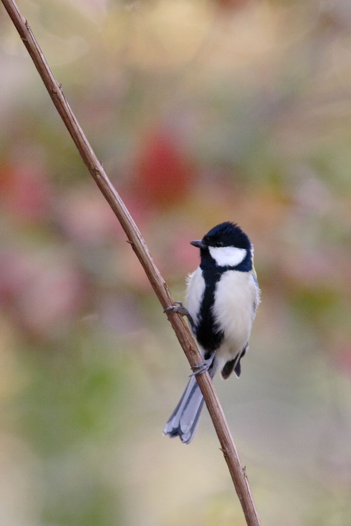 久しぶりに鳥を・・_d0085715_0102338.jpg