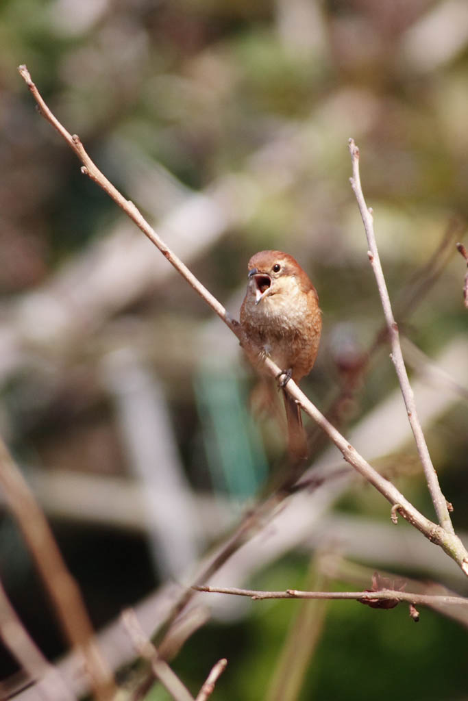 久しぶりに鳥を・・_d0085715_010990.jpg