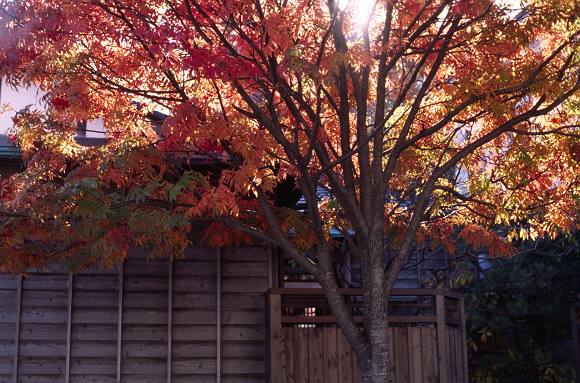 元町周辺の紅葉_f0065847_20134672.jpg