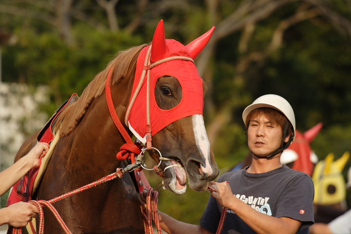 2006年10月29日（日） 高知競馬 9R_a0077663_975027.jpg