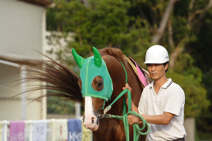 2006年10月29日（日） 高知競馬 9R_a0077663_993147.jpg