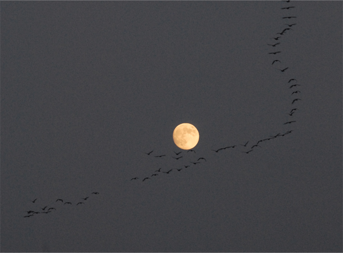 c0096278_7352785.gif