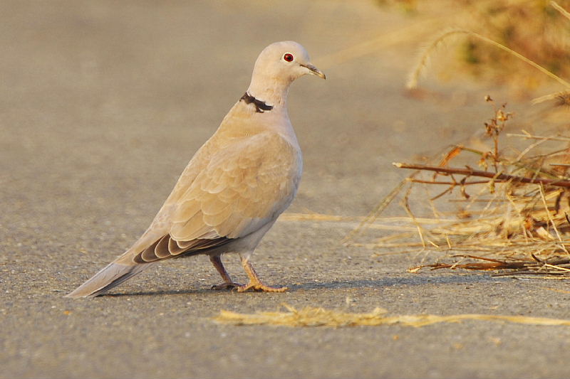 埼玉県の鳥シラコバト_f0059882_16103279.jpg