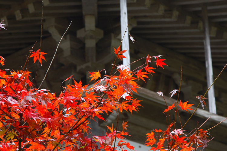 秋雨の常照皇寺_e0051888_20174065.jpg