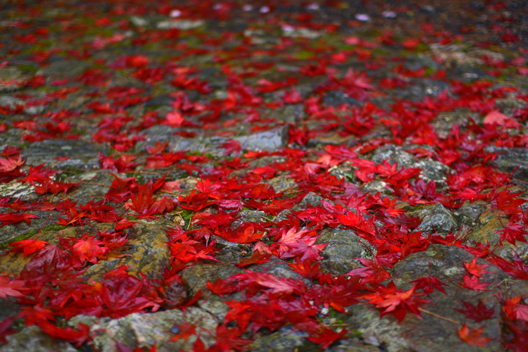 秋雨の常照皇寺_e0051888_20182297.jpg